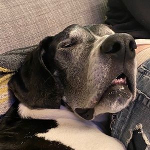 Meet your Posher, Lacye